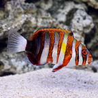 Harlequin Tusk - Australia